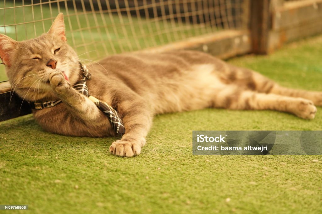 Feamle Grey Short Hair Cat Grooming Herself An animal photoshoot of photogenic cats ( fluffy white cats , black cats, Himalayan cats , ginger cats and domestic cats ) in different poses ( sitting, standing , and laying down) . many are wearing neckties and bowties. Animal Stock Photo