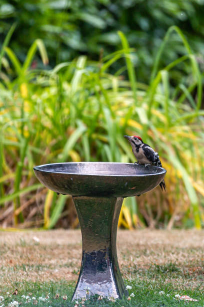 istock A Great Spotted Woodpecker Drinking From a Bird Bath 1409768848