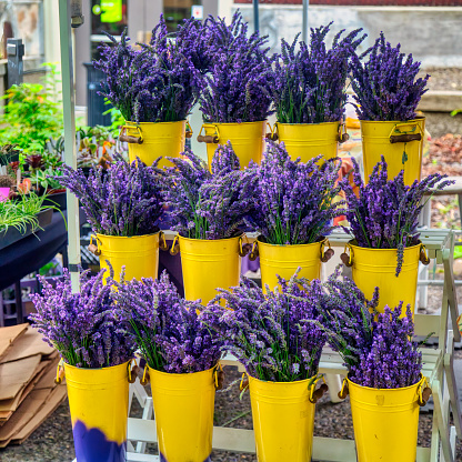 yellow buckets of several bouquets of lavender at the farmer's market
