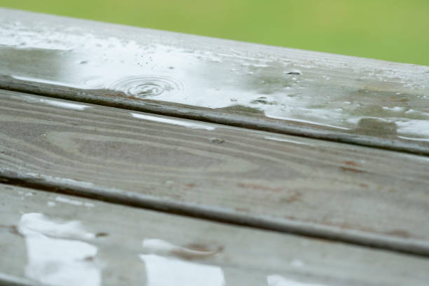 A rainy summer morning in a Georgia backyard/forest. The image was captured with a full frame (mirrorless) digital camera with a long telephoto lens. The depth of field is shallow.