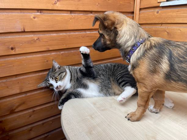 istock Gray cat and puppy 1409772293