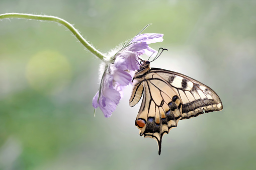 Mariposa Papilio machaon photo