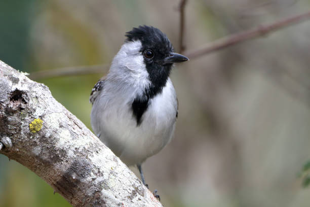 istock Silvery-cheeked Antshrike (Sakesphoroides cristatus) male, isolated, perched on a branch 1409772466