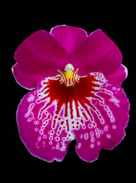 istock Miltoniopsis orchid against a black background 1409772619