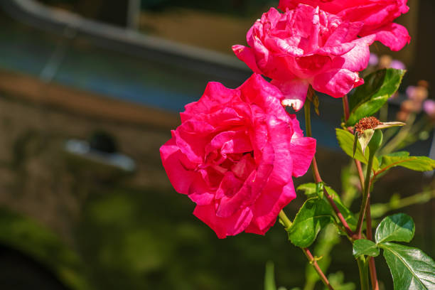 Fading rose in the garden. Withering. Roses with withered petals.