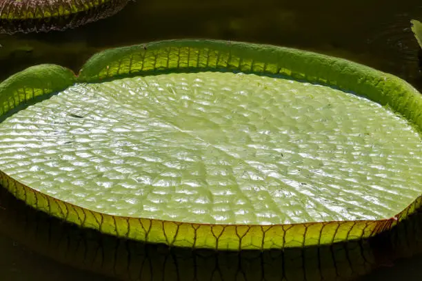 vitoria regia typical aquatic plant of the Amazon region
