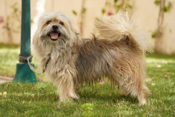 istock Maltese  Dog in a Garden 1409773618