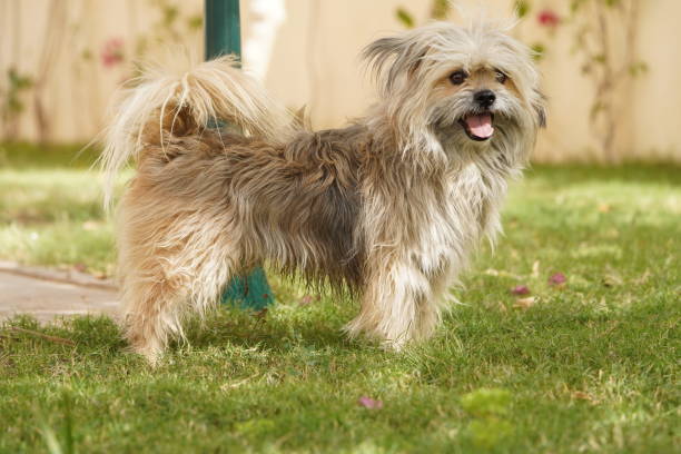 istock Maltese  Dog in a Garden 1409773619