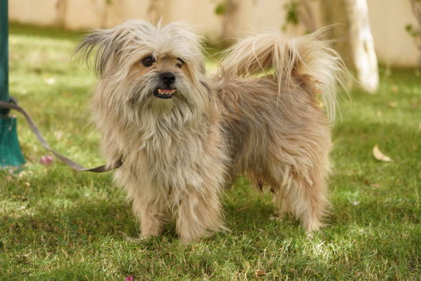 istock Maltese  Dog in a Garden 1409773622