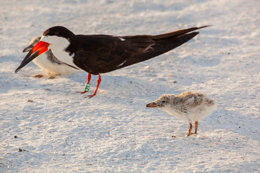Black Skimmer (rynchops niger) with two downy chicks on a white sandy beach. Selective focus on the first chick.