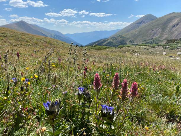 istock Colorado Wildflower 1409775730
