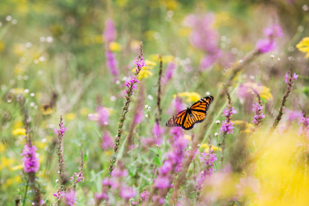 istock Monarch Butterfly in Flowers 1409777225