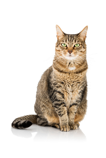 Cute and peaceful tabby cat watching you.