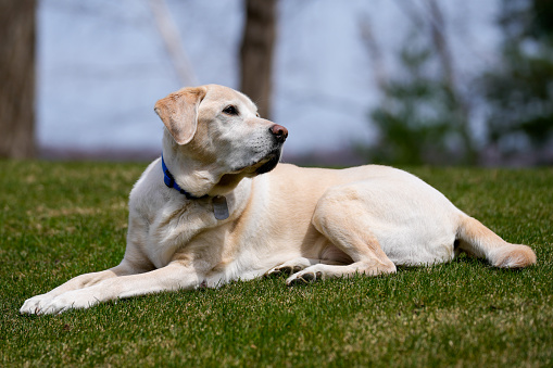 Pregnant dog Labrador at backyard