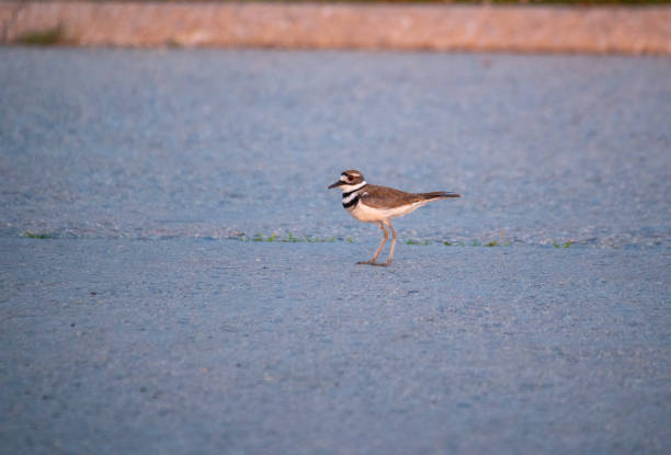A Killdeer at Fire Island National Seashore in Shirley,  Suffolk County,  Long Island NY.