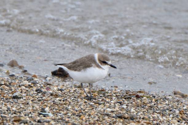 istock Kentish plover walking on the sandy beach 1409782142