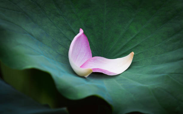 istock lotus petals on lotus leaf 1409782172