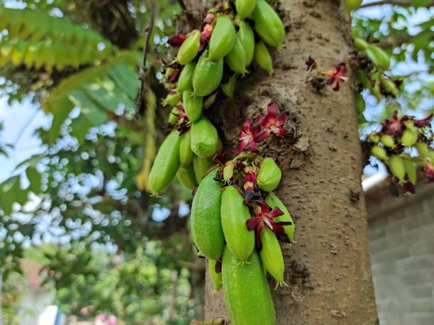 Starfruit "Wuluh' Malang, East Java, Indonesia - July 20, 2022: Starfruit "Wuluh" which contains vitamin C, thrives in the yard of the house, during the rainy season. starfruit stock pictures, royalty-free photos & images