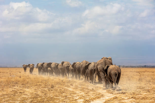 istock African Elephants Walking Away in a Line 1409782221