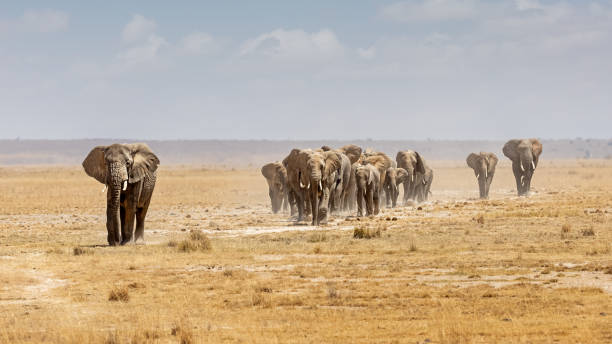 istock African Elephants Walking in a Line 1409782226