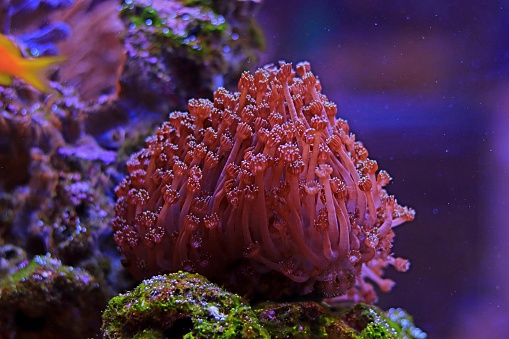 Amazing Goniopora polyps photography