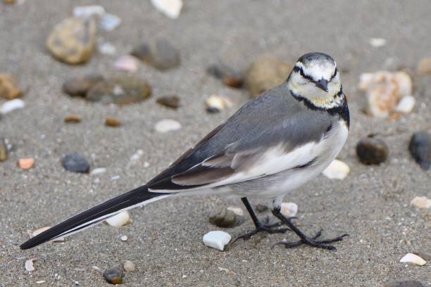 istock Japanese Pied Wagtail walking on a sandy beach 1409782752
