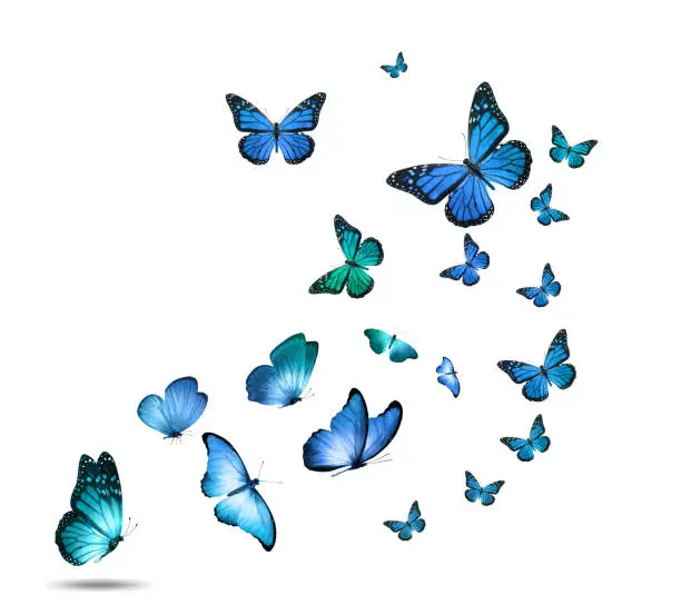 Photo of a flock of colorful flying butterflies isolated on a white background