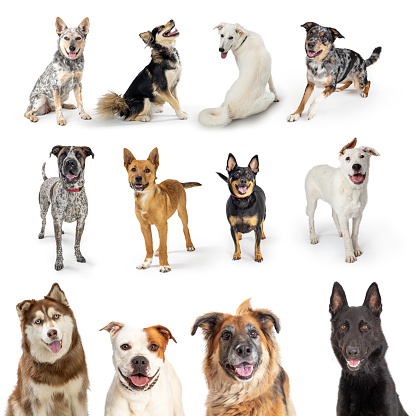 Collection set of a variety of different size and breed of pet dogs with happy smiling friendly expressions