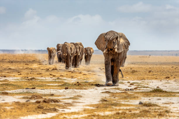 istock Elephant Leading Others Walking Down Path in Africa 1409785174