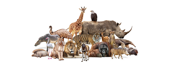 Grupo de animales del zoológico Safari de vida silvestre juntos aislados photo