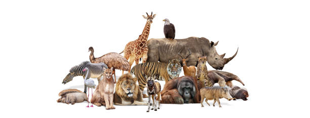 Group of Wildlife Safari Zoo Animals Together Isolated Composite of a large group of wildlife zoo animals together over a white horizontal web banner or social media cover group of animals stock pictures, royalty-free photos & images