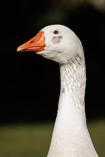 A male Australian Settler Goose in the morning sun. Known as Pilgrim geese in the US.