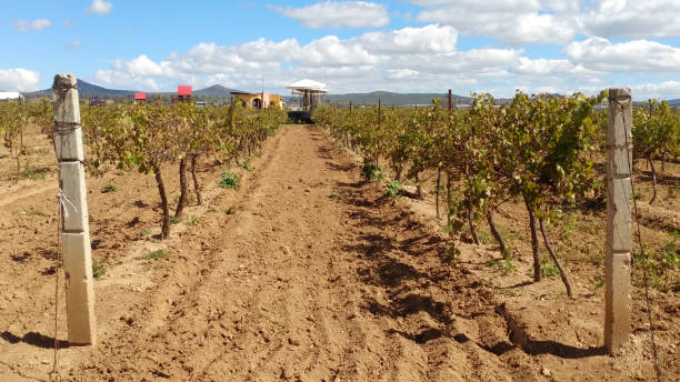 istock Open field with grass and wine grape planting under a cloudy sky, ideal place to walk a weekend of rest and relaxation or vacation 1409785385