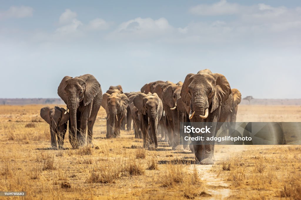 Herd of African Elephants Walking Towards Camera Large herd of African elephants walking forward along a path in the dry lake bed of Amboseli National Park Elephant Stock Photo