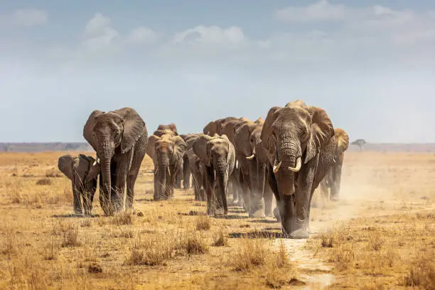 Large herd of African elephants walking forward along a path in the dry lake bed of Amboseli National Park
