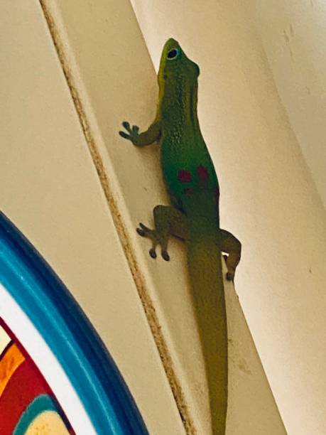 istock Maui Upcountry Gecko 1409787305