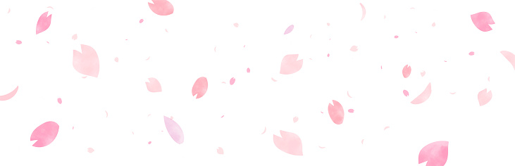 Vector specification with a watercolor-like wide version background with large and small cherry blossom petals drawn