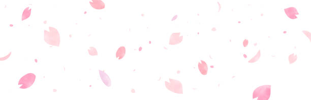 Vector specification with a watercolor-like wide version background with large and small cherry blossom petals drawn Vector specification with a watercolor-like wide version background with large and small cherry blossom petals drawn hovering stock illustrations