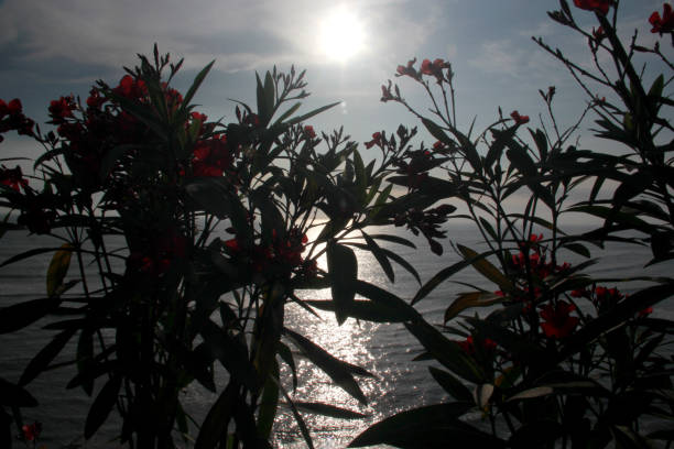 Sunset or sunrise at sea, the horizon can be seen with the sun falling between flower branches in the foreground reflecting tranquility, love, peace and relaxation Sunset or sunrise at sea, the horizon can be seen with the sun falling between flower branches in the foreground hope god lighting technique tree stock pictures, royalty-free photos & images