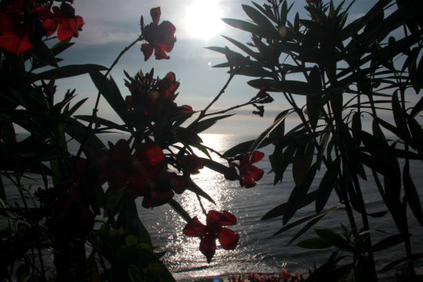 Sunset or sunrise at sea, the horizon can be seen with the sun falling between flower branches in the foreground reflecting tranquility, love, peace and relaxation Sunset or sunrise at sea, the horizon can be seen with the sun falling between flower branches in the foreground hope god lighting technique tree stock pictures, royalty-free photos & images