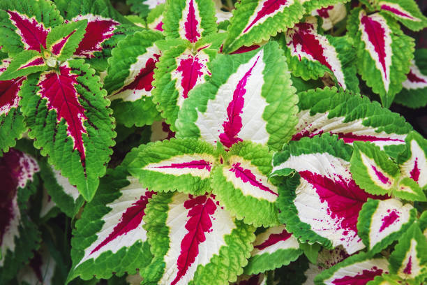istock Solenostemon or Coleus (Plectranthus scutellarioides) cultivated for variegated leaves 1409794546