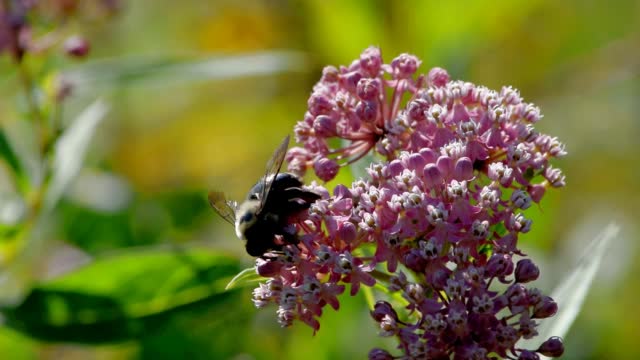 Bumble bee harvesting swamp milkweed nectar