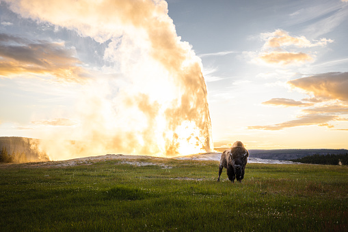 A bison is standing on grass in front of Old Faithful during its eruption at Yellowstone National Park when sun setting