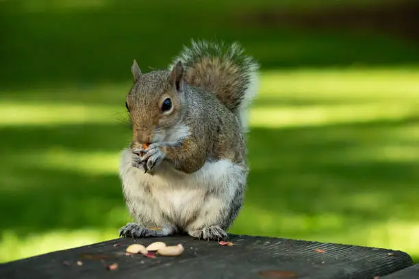 Portrait of a cute Eastern grey squirrel eating nuts on a wooden table during summer in Seattle Washington