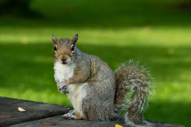 Close up of a cute Eastern grey squirrel looking at the camera while eating nuts on a wooden table during summer in Seattle Washington