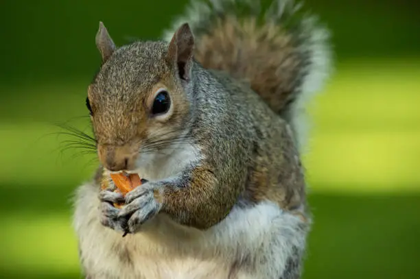 Close up of a cute Eastern grey squirrel eating nuts on a wooden table during summer in Seattle Washington