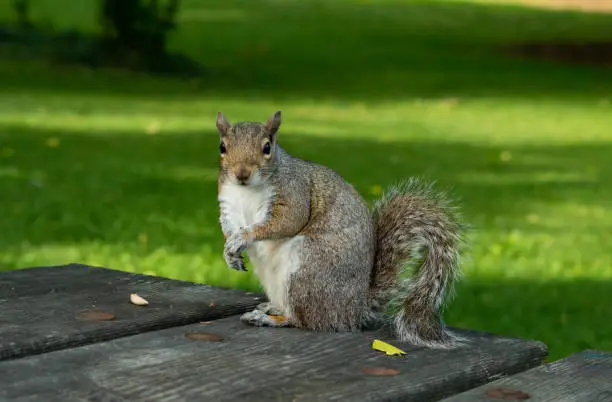 Cute Eastern grey squirrel looking at the camera while eating nuts on a wooden table during summer in Seattle Washington