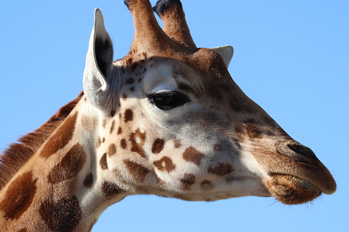 Giraffe head looking in front of blue sky