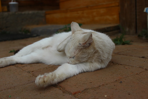Dusty cat lying on the ground