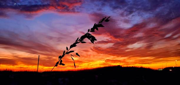 istock Sea Oat Silhouette in the Beach Sunset 1409797038